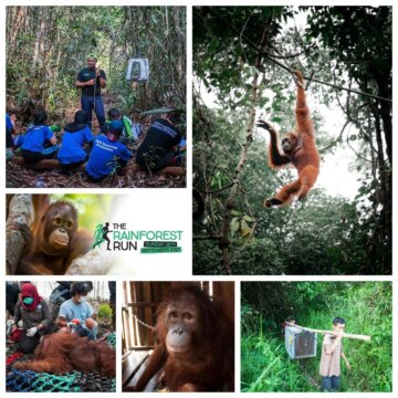 rainforest_run_collages